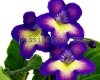 Streptocarpus DEM-TOKIO